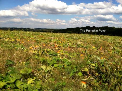 pumpkin patch