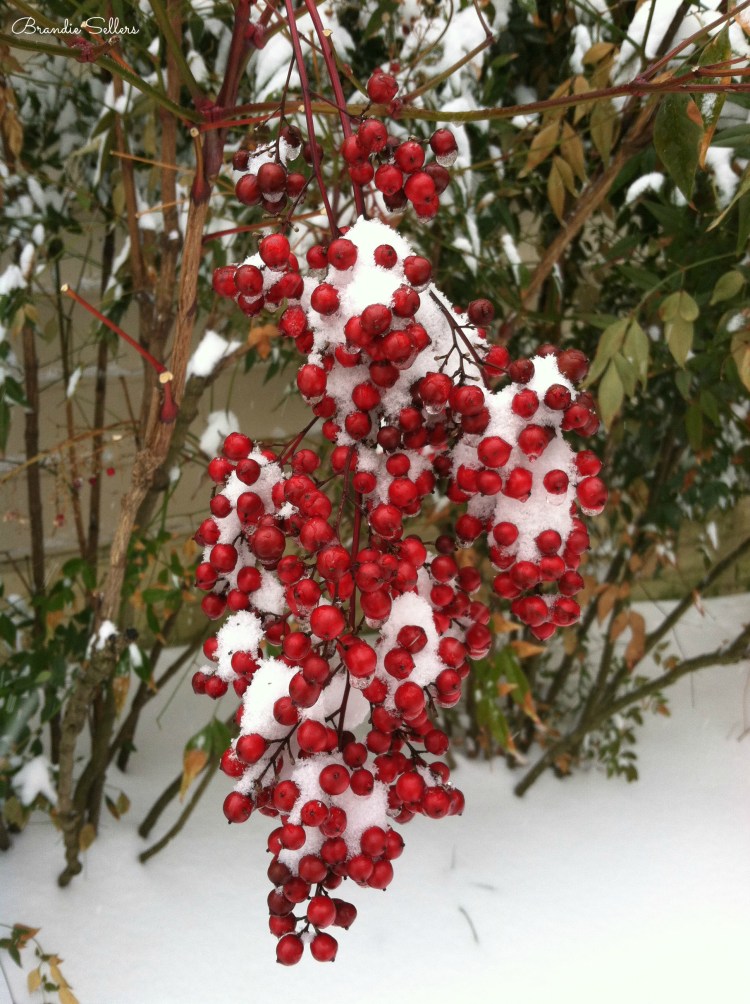 holly berries