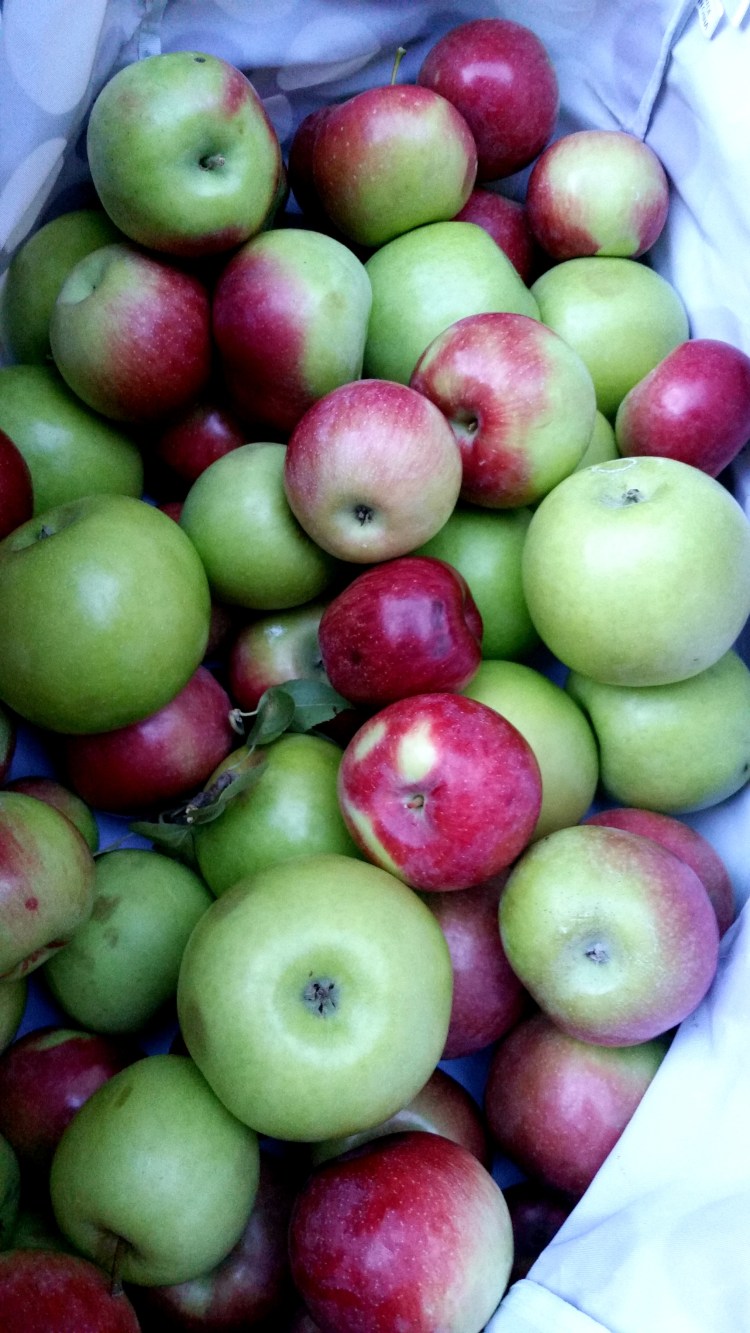 apple picking 18  brandie-sellers.com