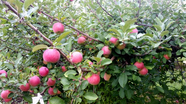 apple picking 3  brandie-sellers.com