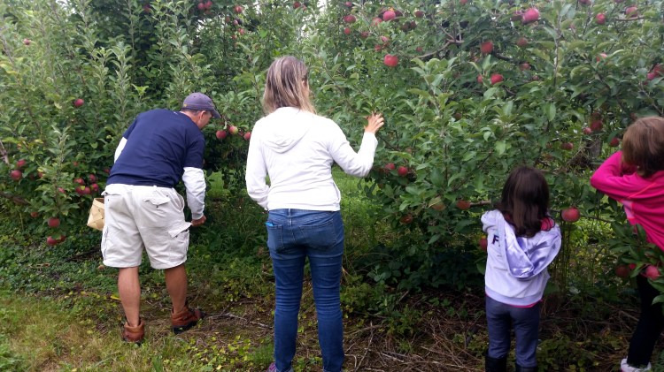 apple picking 4  brandie-sellers.com