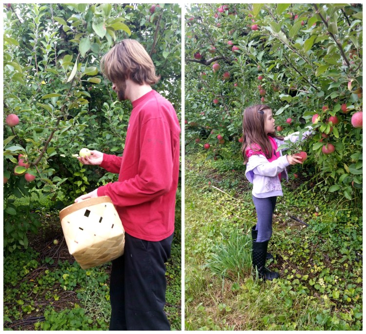 apple picking 5  brandie-sellers.com