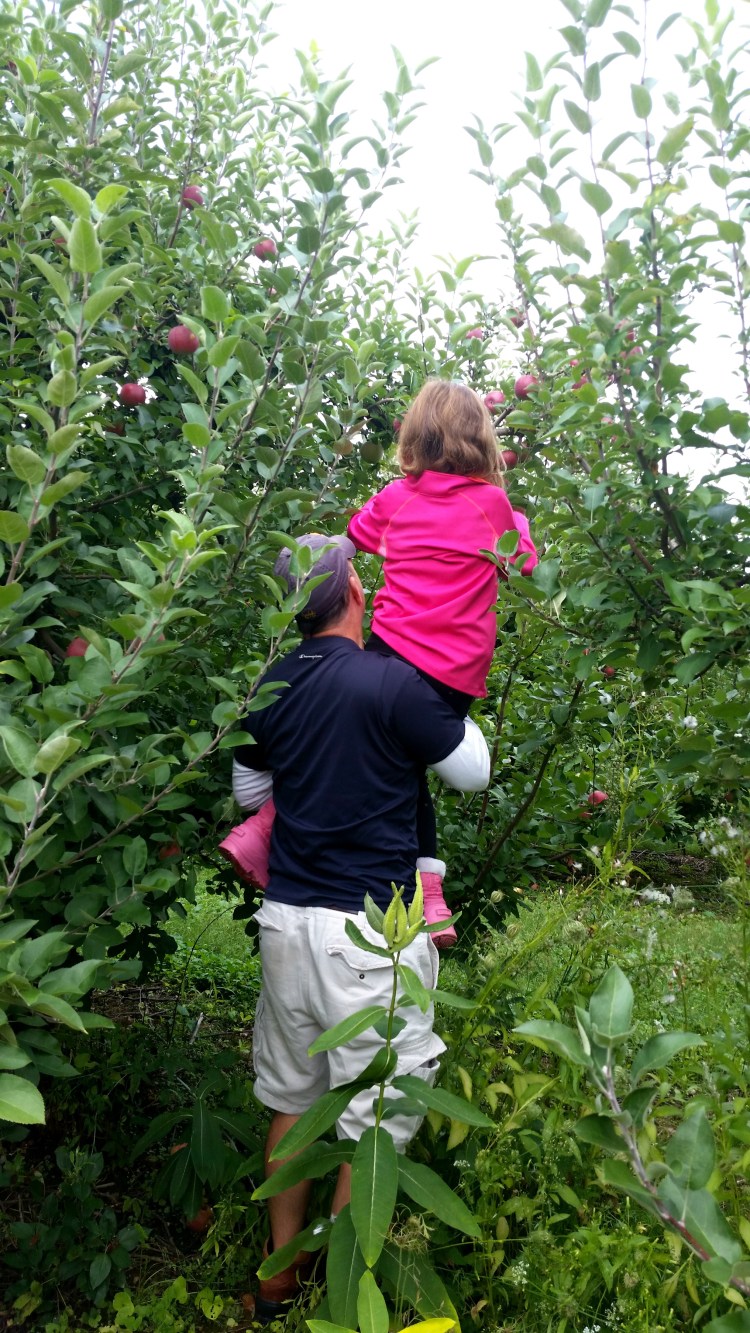 apple picking 6  brandie-sellers.com