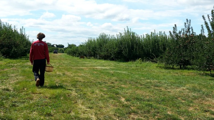 apple picking 9  brandie-sellers.com