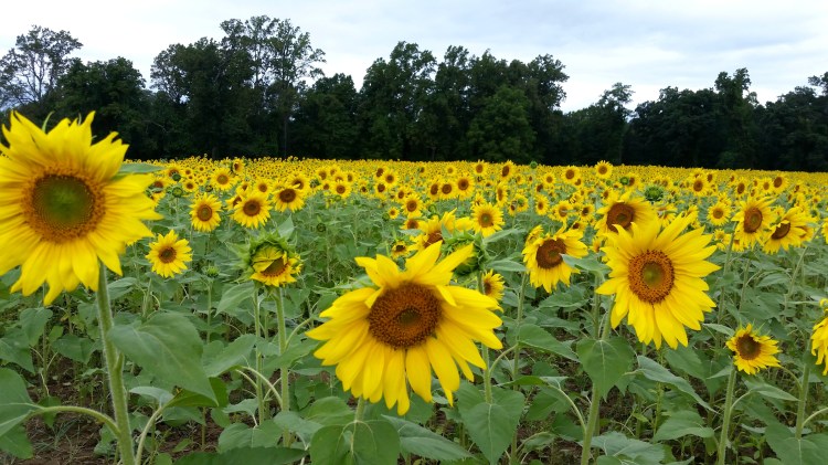 sunflower fields  brandie-sellers.com