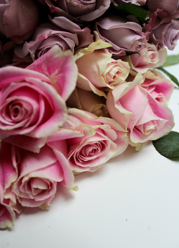 roses 4  brandie-sellers.com